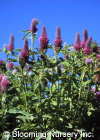 Trifolium rubens